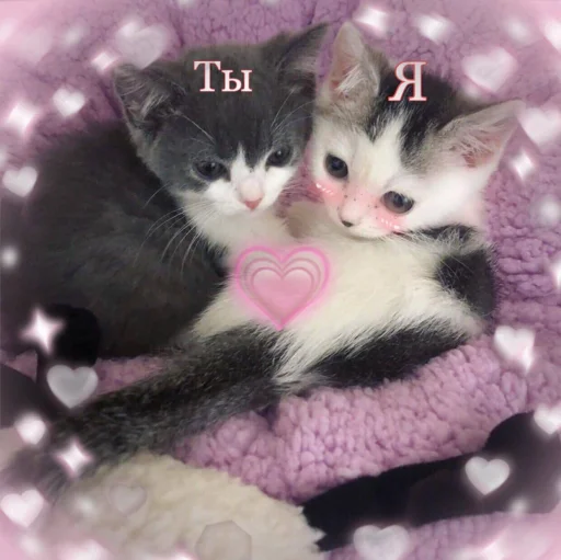 Стикерпак 🐈‍⬛ ˓𓄹 ࣪˖ для Telegram