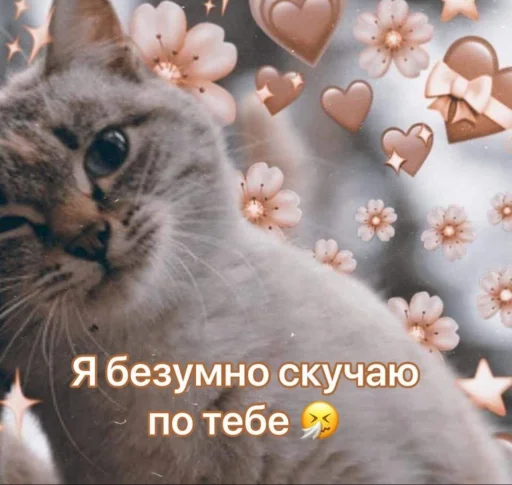🤎 Стикер «🐈‍⬛ ˓𓄹 ࣪˖» для Telegram