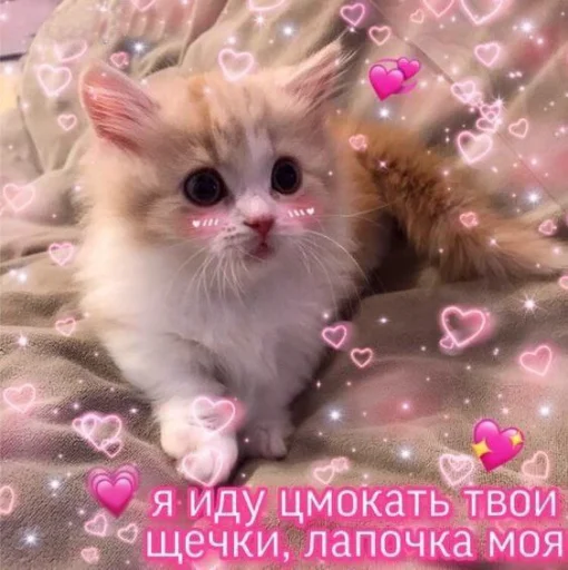 💗 Стикер «🐈‍⬛ ˓𓄹 ࣪˖» для Telegram