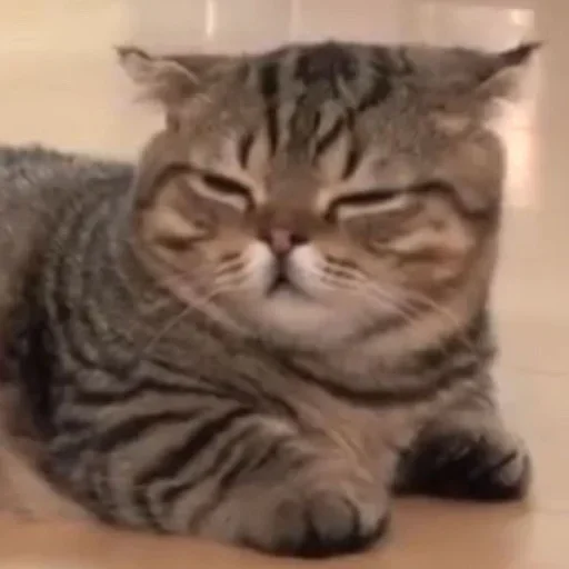 😑 Стикер «🐈‍⬛ ˓𓄹 ࣪˖» для Telegram