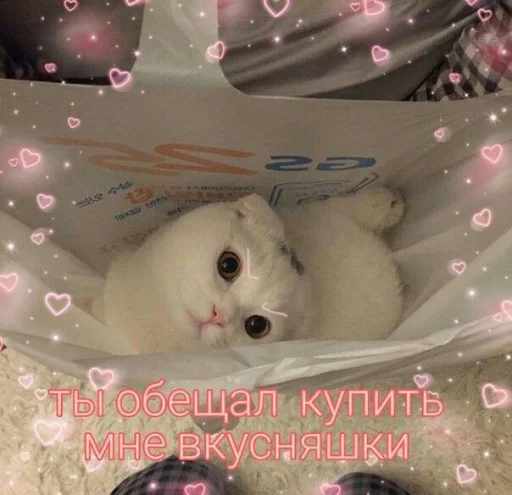 😾 Стикер «Cute cats 100» для Telegram