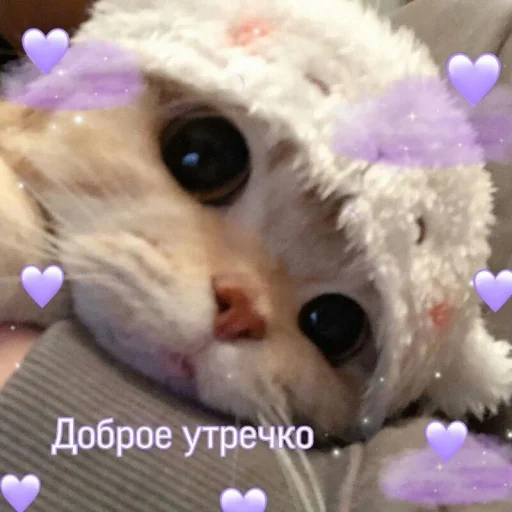 💜 Стикер «Cute cats 100» для Telegram