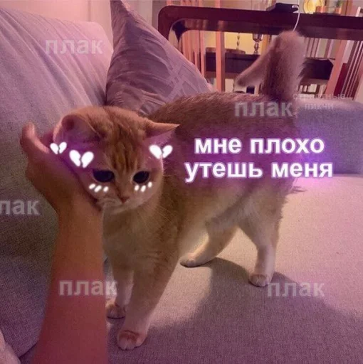 💔 Стикер «Cute cats 100» для Telegram