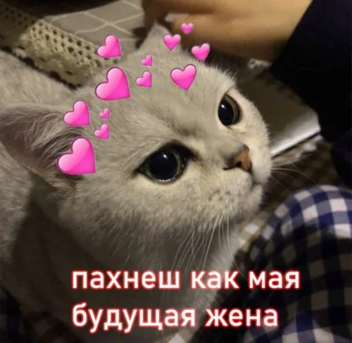 😻 Стикер «Cute cats 100» для Telegram