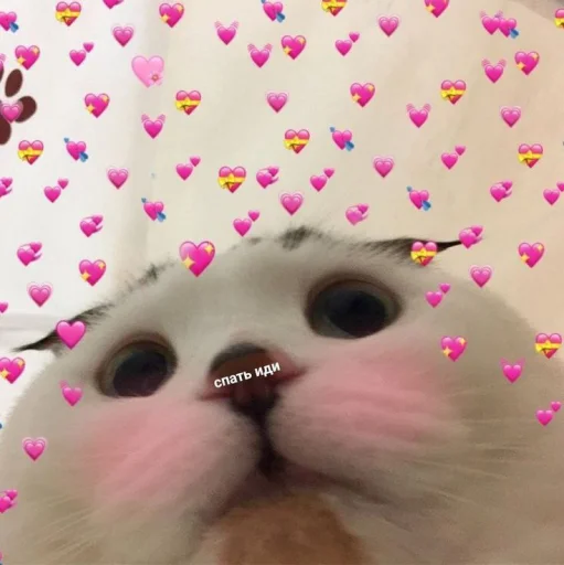 😶 Стикер «Cute cats 100» для Telegram