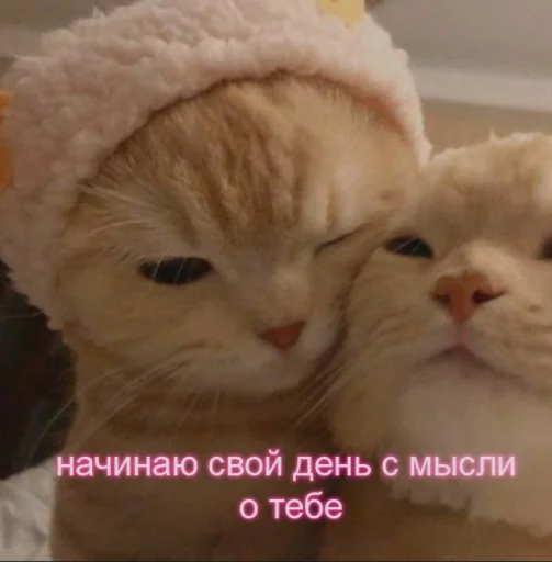 🥰 Стикер «Cute cats 100» для Telegram