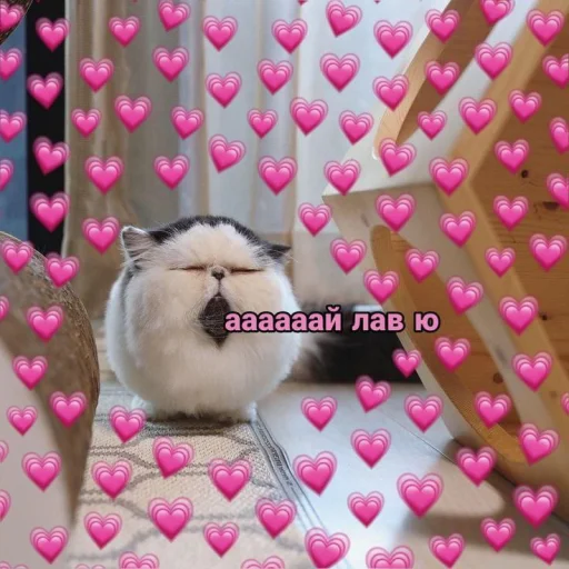 😫 Стикер «Cute cats 100» для Telegram