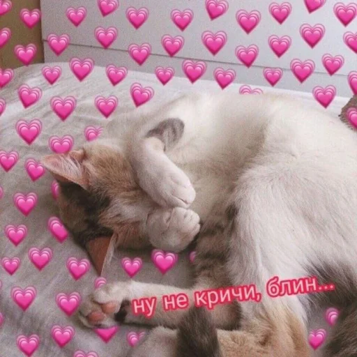 😣 Стикер «Cute cats 100» для Telegram