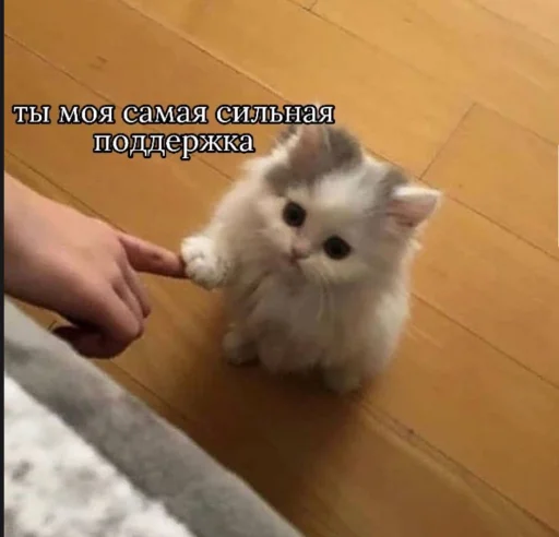 🤝 Стикер «Cute cats 100» для Telegram