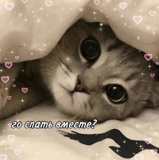 🥺 Стикер «Cute cats 100» для Telegram