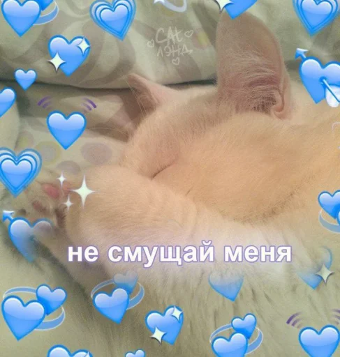 🙈 Стикер «Cute cats 100» для Telegram