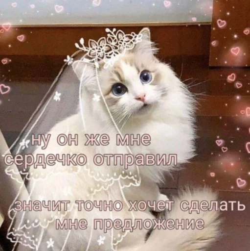👰‍♀ Стикер «Cute cats 100» для Telegram