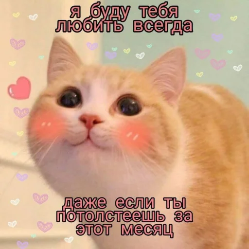 😇 Стикер «Cute cats 100» для Telegram