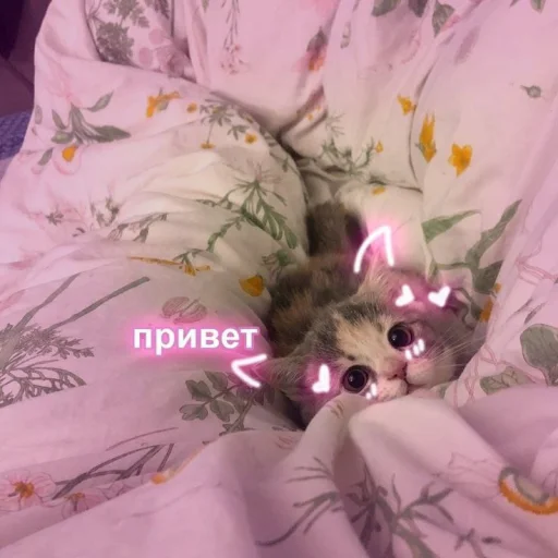 🌚 Стикер «Cute cats 100» для Telegram