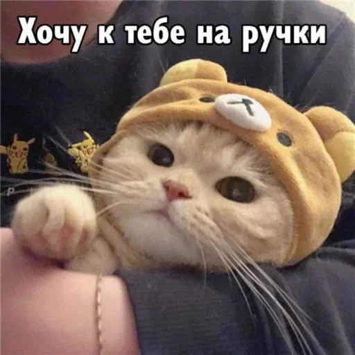 🤗 Стикер «Cute cats 100» для Telegram