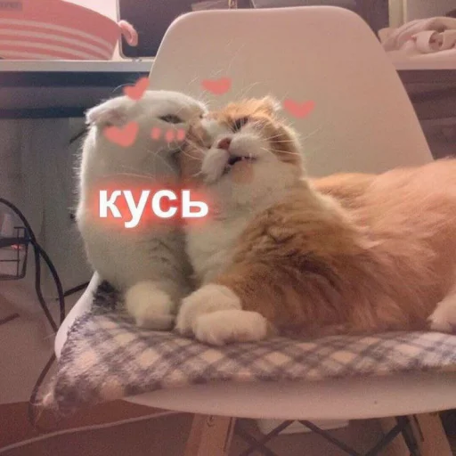 😽 Стикер «Cute cats 100» для Telegram