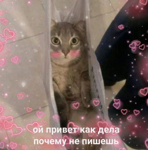 😳 Стикер «Cute cats 100» для Telegram