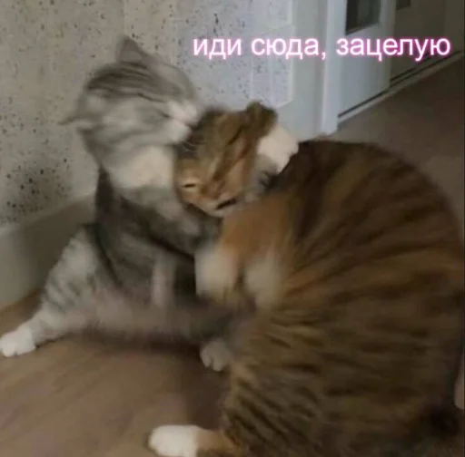 💋 Стикер «Cute cats 100» для Telegram