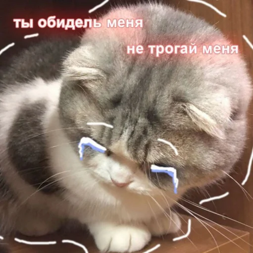 😖 Стикер «Cute cats 100» для Telegram