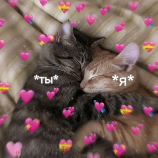 🫂 Стикер «Cute cats 100» для Telegram