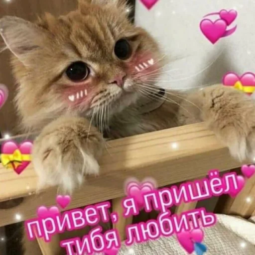 🥺 Стикер «Cute cats 100» для Telegram