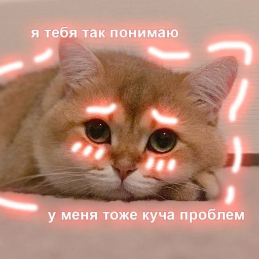 🥺 Стикер «Cute cats 100» для Telegram
