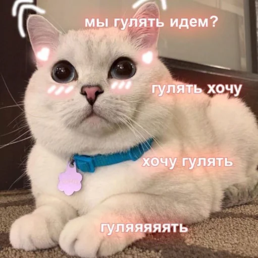 😐 Стикер «Cute cats 100» для Telegram