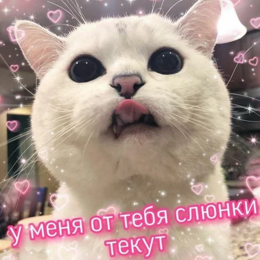 😋 Стикер «Cute cats 100» для Telegram