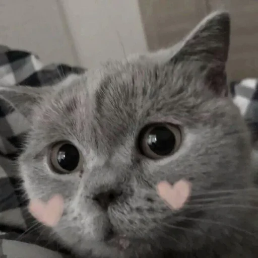 🥰 Стикер «Cute cats 100» для Telegram