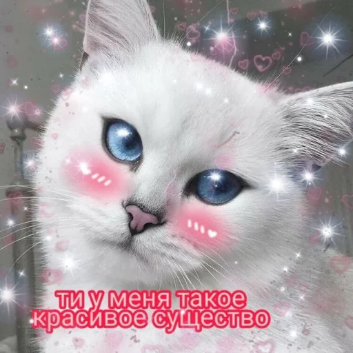 😻 Стикер «Cute cats 100» для Telegram