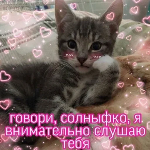 🤔 Стикер «Cute cats 100» для Telegram