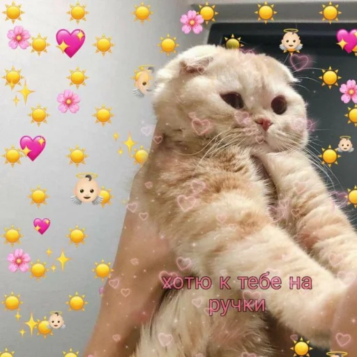 🥺 Стикер «Cute cats 100» для Telegram