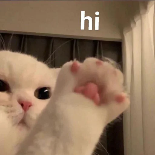 👋 Стикер «Cute cats 100» для Telegram