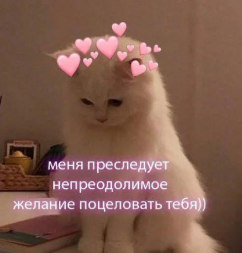 💓 Стикер «Cute cats 100» для Telegram