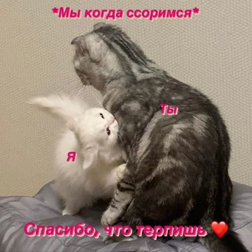 💞 Стикер «Cute cats 100» для Telegram