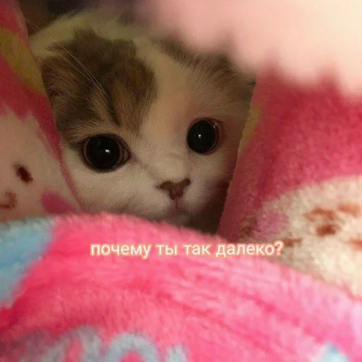 🥺 Стикер «Cute cats 100» для Telegram