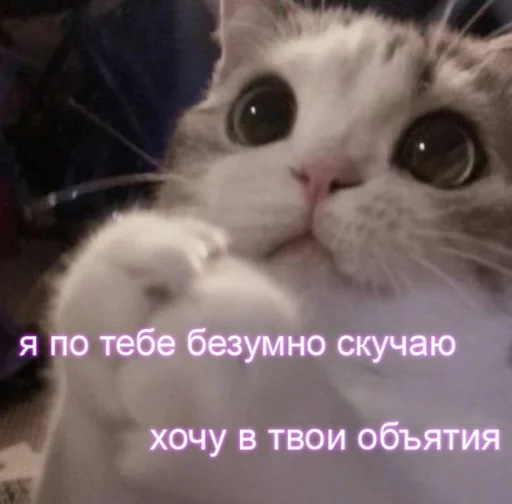 🥺 Стикер «Cute cats 100» для Telegram