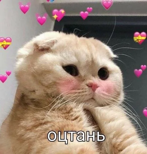 🌚 Стикер «Cute cats 100» для Telegram