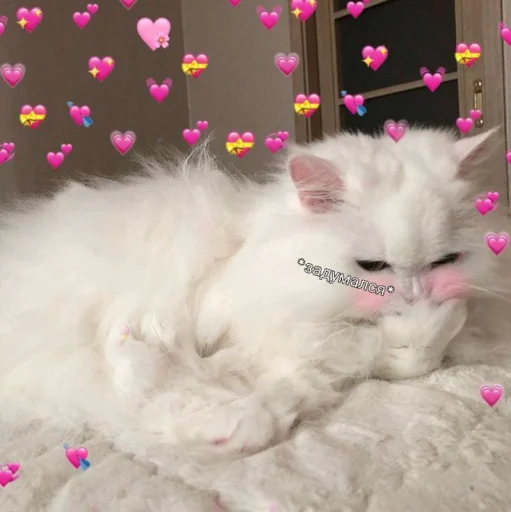 🤔 Стикер «Cute cats 100» для Telegram