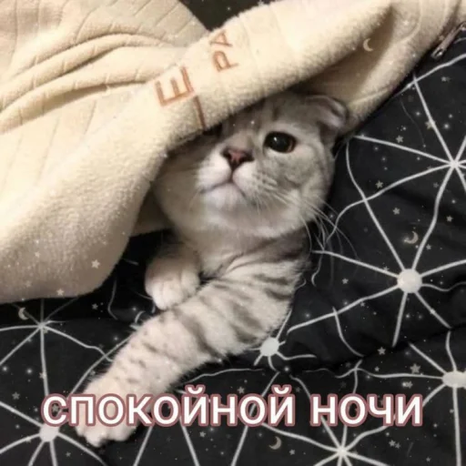 🌙 Стикер «Cute cats 100» для Telegram