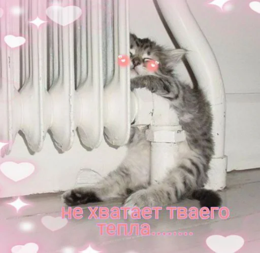 ❄️ Стикер «Cute cats 100» для Telegram