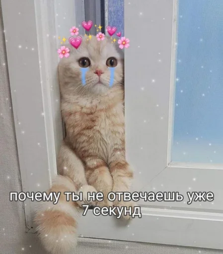 🥲 Стикер «Cute cats 100» для Telegram