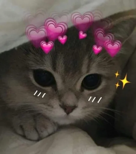 💗 Стикер «Cute cats 100» для Telegram