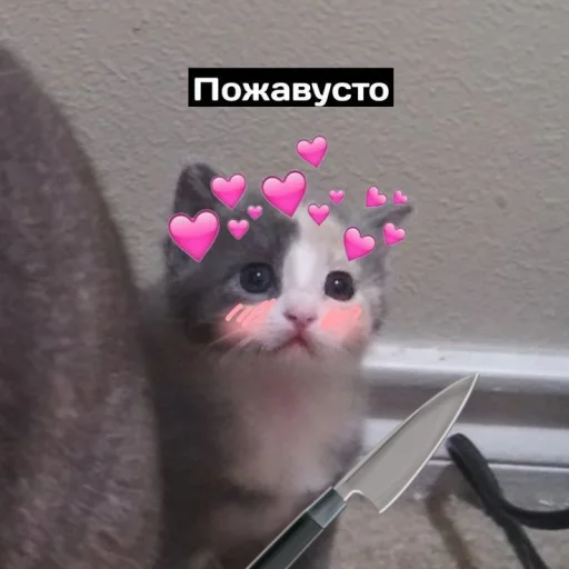 🥺 Стикер «Cute cats 100» для Telegram