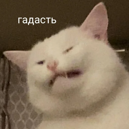 🤮 Стикер «Cute cats 100» для Telegram