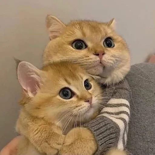 🤗 Стикер «cutecats 3» для Telegram