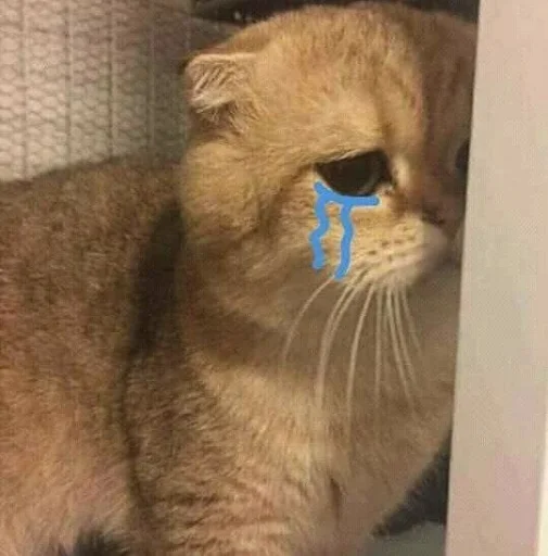 😿 Стикер «cutecats 3» для Telegram