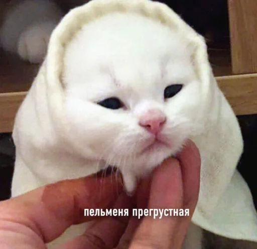 🥟 Стикер «cutecats 3» для Telegram