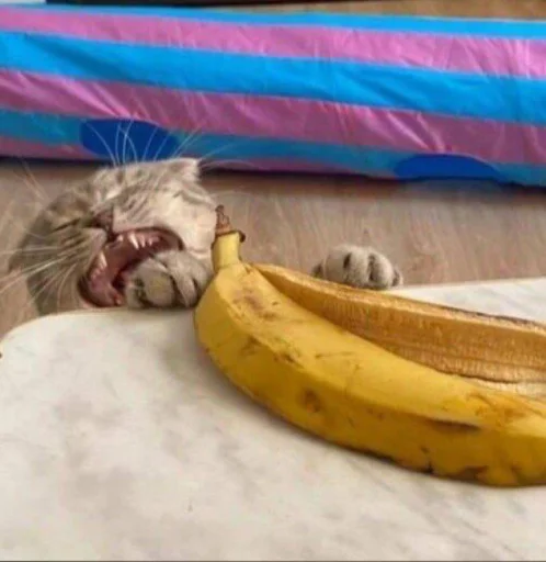 😫 Стикер «cutecats 3» для Telegram