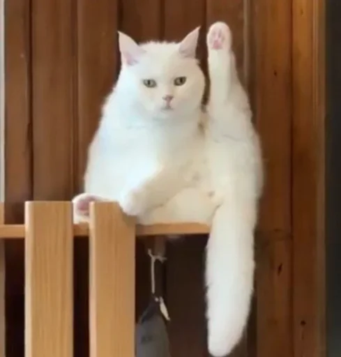 🙋 Стикер «cutecats 3» для Telegram